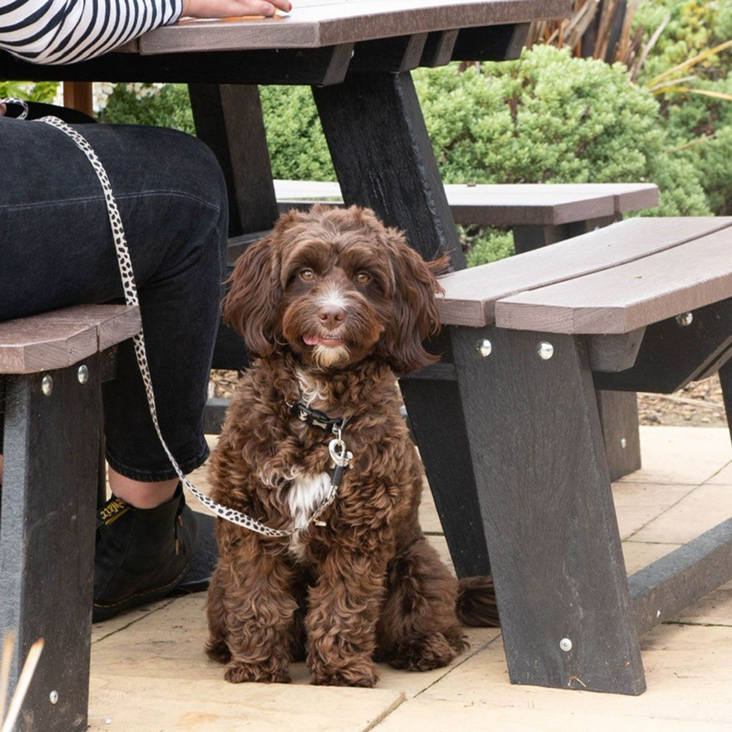 Your local dog friendly pub in Chichester 